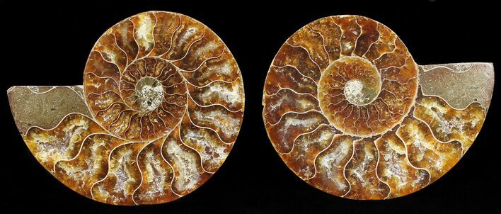 Polished Ammonite Pair - Agatized #56307
